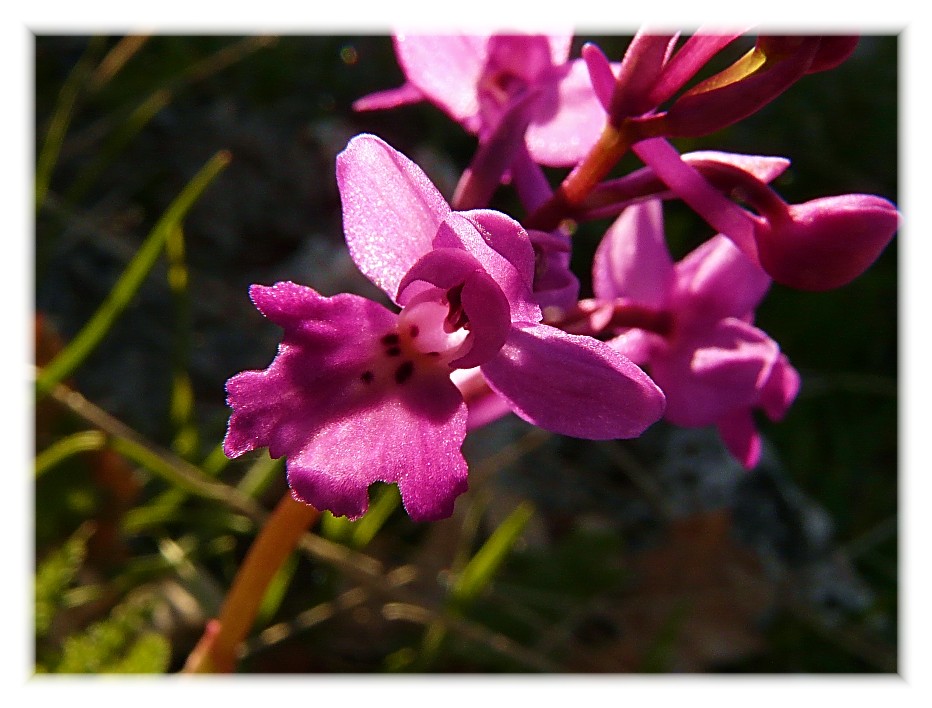 Orchis xpseudoanatolica (O.quadripunctata x O.pauciflora)